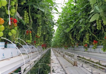 گوجه فرنگی گلخانه ای