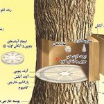ساختار آوند چوبی و آبکش در درخت