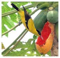 علاقه پرنده ها به پاپایا
