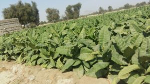 مزرعه تنباکو ایران