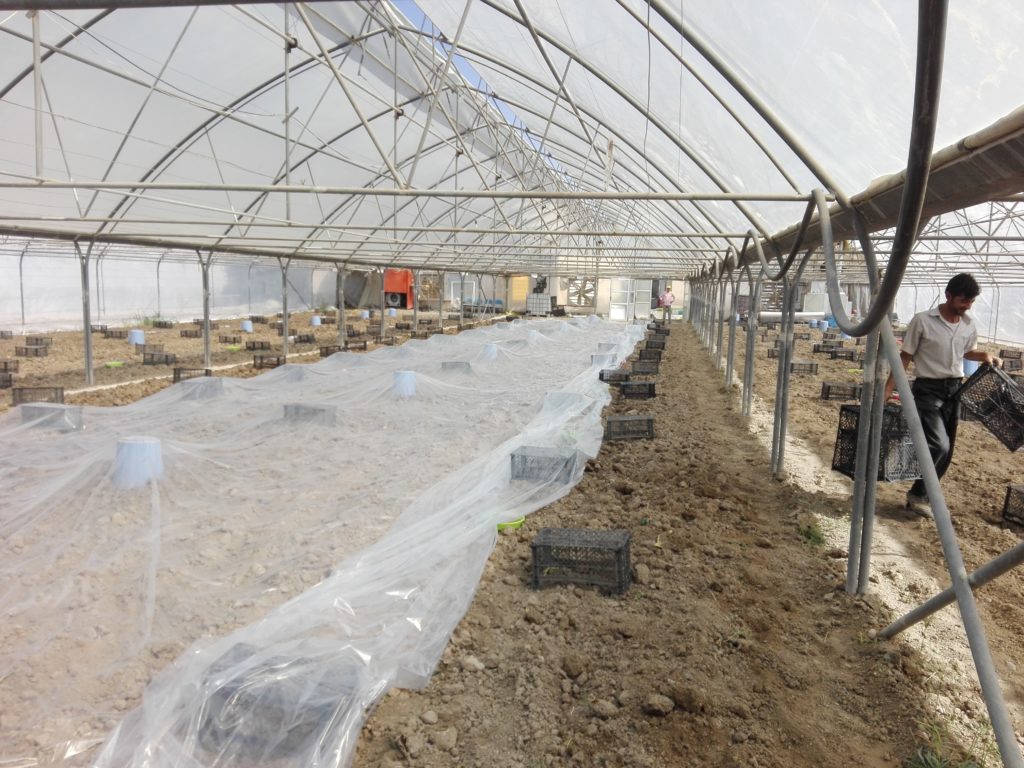 پوشاندن خاک با پلاستیک برای ضد عفونی خاک متیل برومیاد