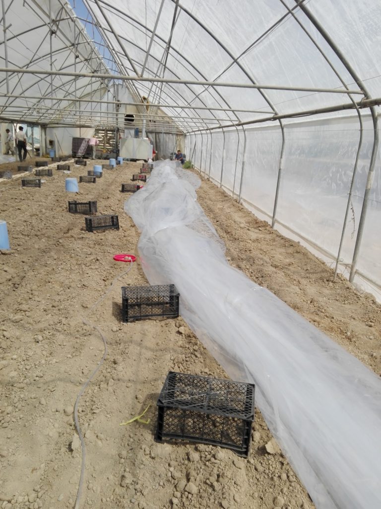 پلاستیک کشی خاک برای ضدعفونی خاک متیل برومیاد