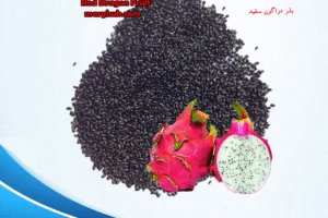 خرید بذر دراگون فروت اصفهان